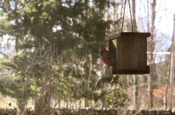 cardinal