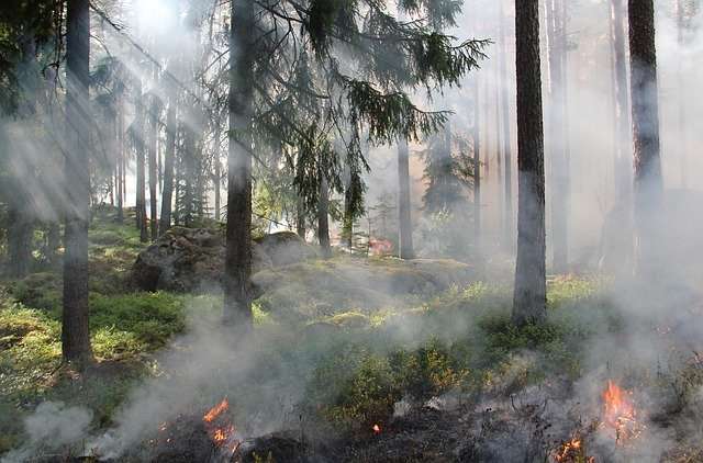 Resilience: 5 ways to make your homeschool disaster-proof