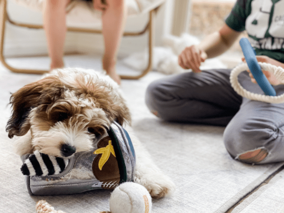 5 things I learned about homeschooling from a puppy
