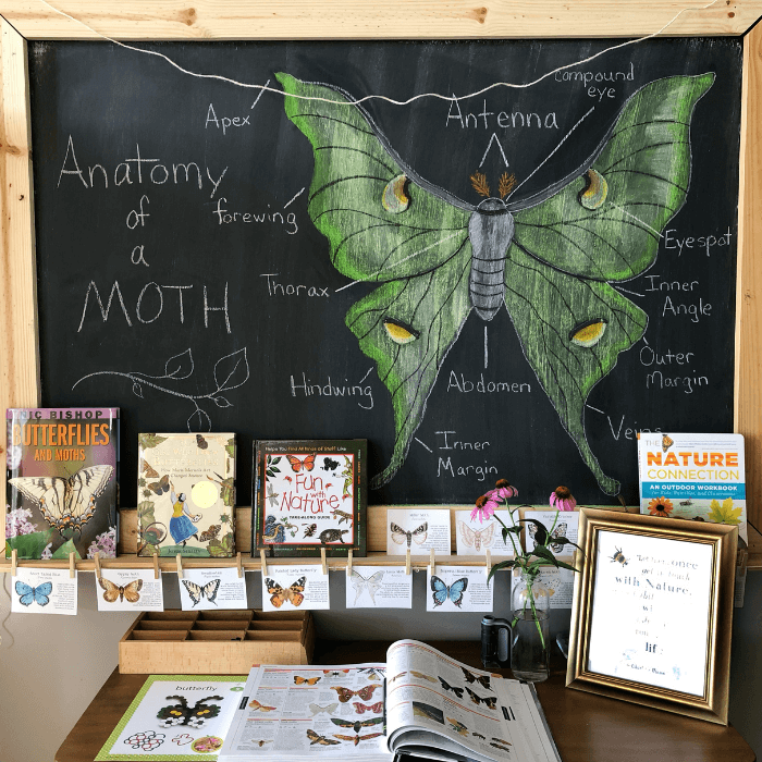 4 Strewing Ideas to Consider for Your Homeschool This Year