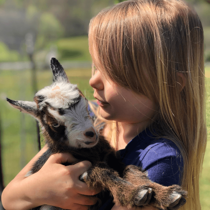Why We Love Using Unit Studies In Our Homeschool